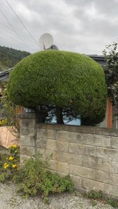 植木の名前は難しい ♣